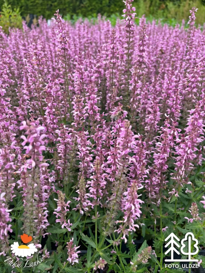 Salvia × superba   'Feathers Flamingo'